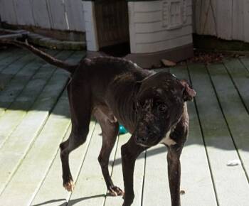 Mixed Breed Dogs Available for Adoption in St. Augustine, Florida - Braveheart | PetCurious