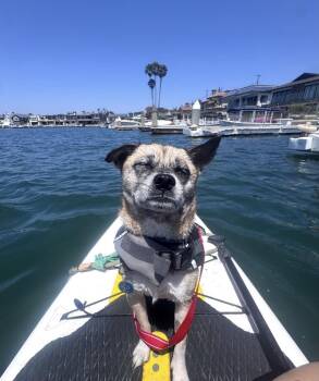 Gretta -  Pug and Chug Dog for Adoption in Pasadena, California - Gretta | PetCurious