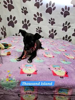 Thousand Island -  Chihuahua and Dachshund Dog for Adoption in Metairie, Louisiana - Thousand Island | PetCurious