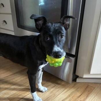 Junie -  Mixed Breed Dog for Adoption in Merriam, Kansas - Junie | PetCurious