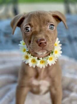 Emma -  Pit Bull Terrier and American Staffordshire Terrier Dog for Adoption in Newport Beach, California - Emma | PetCurious