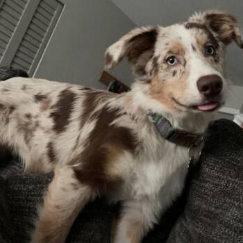 Willow -  Australian Shepherd Dog for Adoption in Maryville, Tennessee - Willow | PetCurious