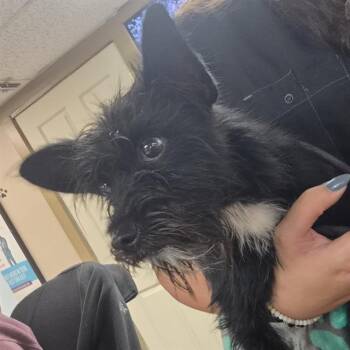 Terrier Dogs Available for Adoption in San Antonio, Texas - CHIMICHANGA | PetCurious