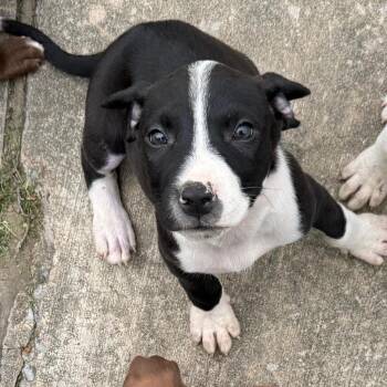 Aspen -  Mixed Breed and Pit Bull Terrier Dog for Adoption in Durant, Oklahoma - Aspen | PetCurious