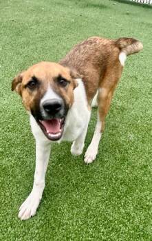 Rescue Hound and Shepherd Dogs for Adoption in Gallatin, Tennessee - Stitch | PetCurious