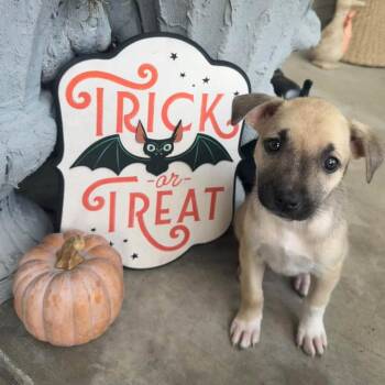 Sansa -  Mixed Breed Dog for Adoption in West Olive, Michigan - Sansa | PetCurious