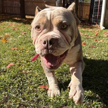 Fable -  Mixed Breed Dog for Adoption in Bangall, New York - Fable | PetCurious