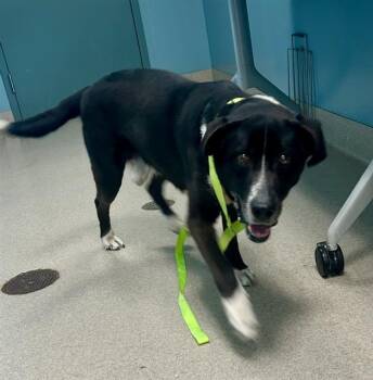 PUZZLE -  Hound Dog for Adoption in Newton, North Carolina - PUZZLE | PetCurious