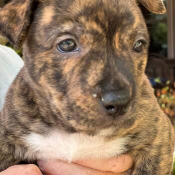 Mixed Breed Dogs Available for Adoption - Pretzel  | PetCurious