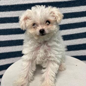 Terrier Dogs Available for Adoption in Fresno, California - Ralph | PetCurious