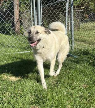 Great Pyrenees and German Shepherd Dog Dogs Available for Adoption - Kota | PetCurious
