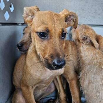 Mixed Breed Dogs Available for Adoption in Lake Jackson, Texas - Lucky | PetCurious