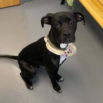 Boxer and Mixed Breed Dogs Available for Adoption in Roanoke, Virginia - Bolt | PetCurious