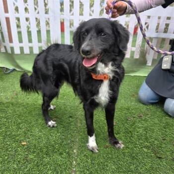 Labrador Retriever and Cocker Spaniel Dogs Available for Adoption in Long Beach, California - LALA | PetCurious