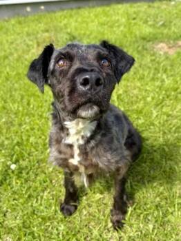 Mixed Breed and Terrier Dogs Available for Adoption in New Orleans, Louisiana - Fleece | PetCurious