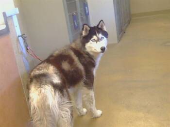 LASSIE -  Husky Dog for Adoption in Sacramento, California - LASSIE | PetCurious