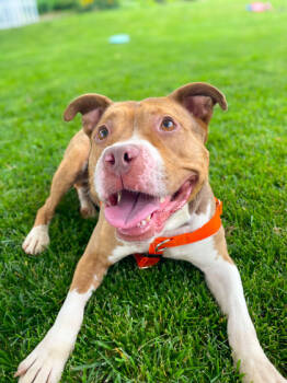 Rescue Mixed Breed Dogs for Adoption in Cincinnati, Ohio - Turner | PetCurious