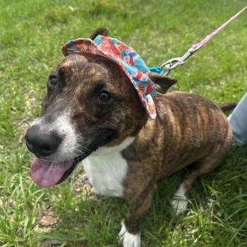 Terrier and Basset Hound Dogs Available for Adoption in Clearwater, Florida - Toby | PetCurious