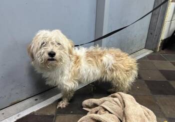 Georgie -  Mixed Breed Dog for Adoption in New York, New York - Georgie | PetCurious