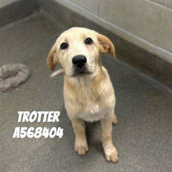 TROTTER -  Labrador Retriever and Mixed Breed Dog Available for Adoption - TROTTER | PetCurious