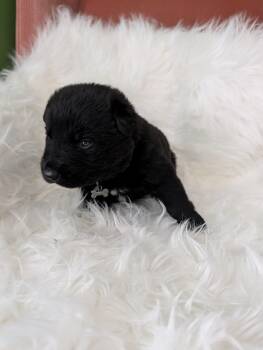 Pumbaa -  Newfoundland Dog and Black Labrador Retriever Dog for Adoption in Clarksburg, Ontario - Pumbaa | PetCurious
