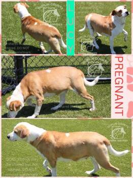 Parson Russell Terrier and Mixed Breed Dogs Available for Adoption in Kenansville, North Carolina - Lucy | PetCurious