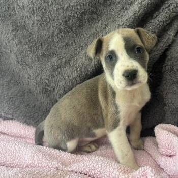 Labrador Retriever and Mixed Breed Dogs Available for Adoption in North Charleston, South Carolina - Red Flag | PetCurious