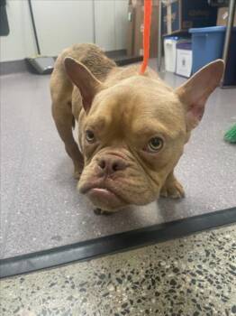 Pit Bull Terrier Dogs Available for Adoption in Tracy, California - DUCK | PetCurious