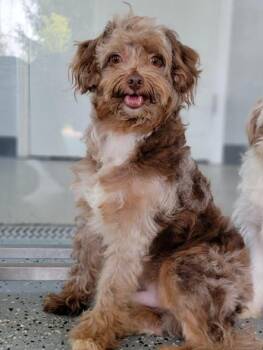 Logan -  Aussiedoodle Dog for Adoption in Hornell, New York - Logan | PetCurious