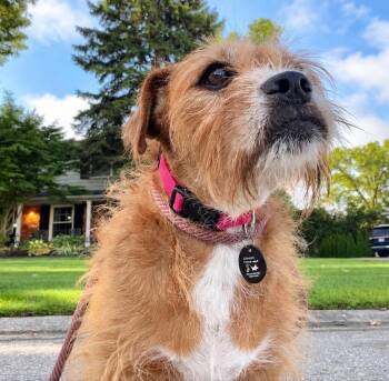 Charlotte -  Terrier Dog for Adoption - Charlotte | PetCurious