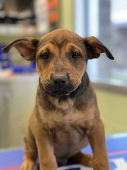 Rescue Shar Pei and Mixed Breed Dogs for Adoption in Longview, Texas - Ryder | PetCurious