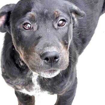 Labrador Retriever Dogs Available for Adoption - Max | PetCurious