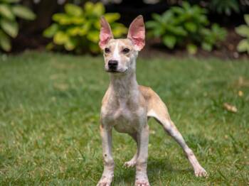 Poppy -  Bull Terrier and Belgian Shepherd Malinois Dog for Adoption in Sebastian, Florida - Poppy | PetCurious