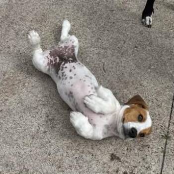 Koda -  Rat Terrier and Basset Hound Dog for Adoption in Alma, Wisconsin - Koda | PetCurious