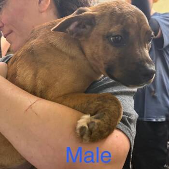 Pit Bull Terrier and Mixed Breed Dogs Available for Adoption - Guinness | PetCurious