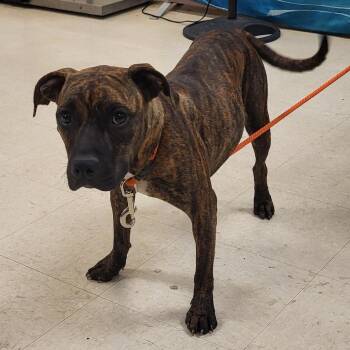 Sassy -  Mixed Breed Dog for Adoption in Lake Panasoffkee, Florida - Sassy | PetCurious