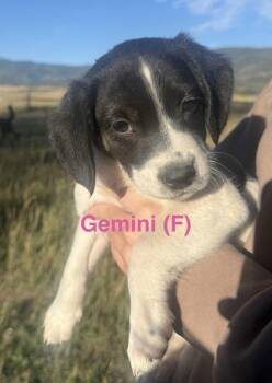 Gemini -  Border Collie Dog for Adoption in Winter Park, Colorado - Gemini | PetCurious