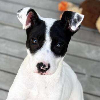 Mixed Breed Dogs Available for Adoption in Bradenton, Florida - Emile | PetCurious