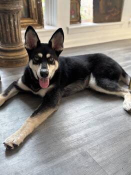 Husky Dogs Available for Adoption - Alfie  | PetCurious