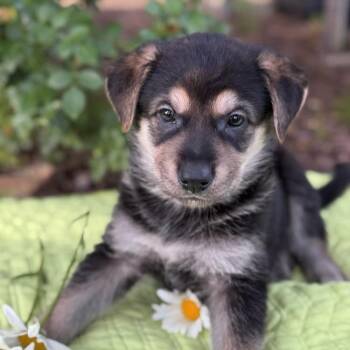 Rescue Labrador Retriever and Shepherd Dogs for Adoption in San Diego, California - Kim Possible Pup - Rufus | PetCurious