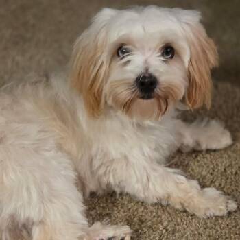 Buddy -  Shih Tzu Dog for Adoption in Martinsville, Indiana - Buddy | PetCurious
