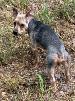 Jackson -  Yorkshire Terrier Dog for Adoption in York, South Carolina - Jackson | PetCurious