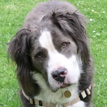 Blue -  Pit Bull Terrier and Border Collie Dog for Adoption in Dublin, California - Blue | PetCurious
