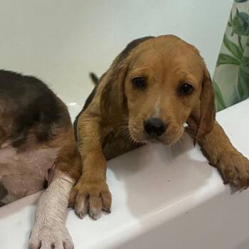 Withers -  Hound and Mixed Breed Dog for Adoption in Fredericksburg, Virginia - Withers | PetCurious
