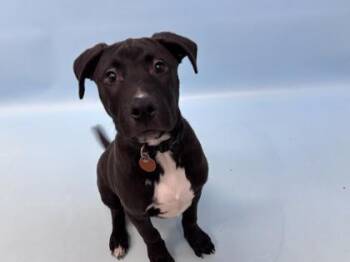 Smokey -  Labrador Retriever and Mixed Breed Dog for Adoption in Woodbury, Minnesota - Smokey | PetCurious