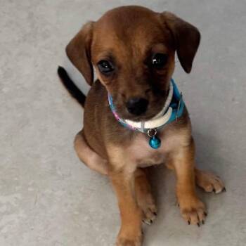 Cupcake - The Miracle Puppy -  Puggle Dog for Adoption in Carolina, Carolina - Cupcake - The Miracle Puppy | PetCurious
