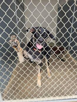 Tisha -  German Shepherd Dog Dog for Adoption in Maryville, Tennessee - Tisha | PetCurious