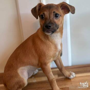 Chihuahua Dogs Available for Adoption - Patty | PetCurious