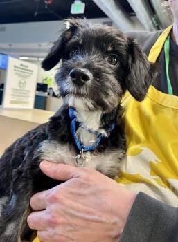 Poodle and Mixed Breed Dogs Available for Adoption in San Francisco, California - SYCAMORE | PetCurious