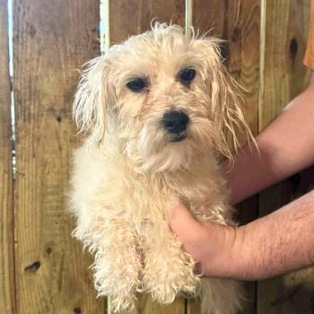 Rescue Maltipoo Dogs for Adoption in New York, New York - Powder | PetCurious